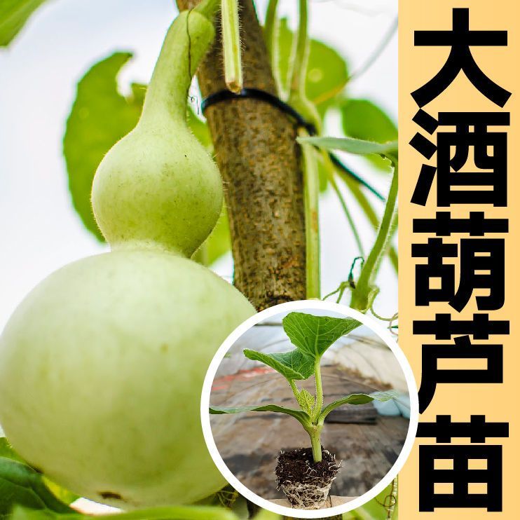 大酒葫芦秧苗种子带土球 手捻葫芦籽包邮 四季阳台庭院盆栽