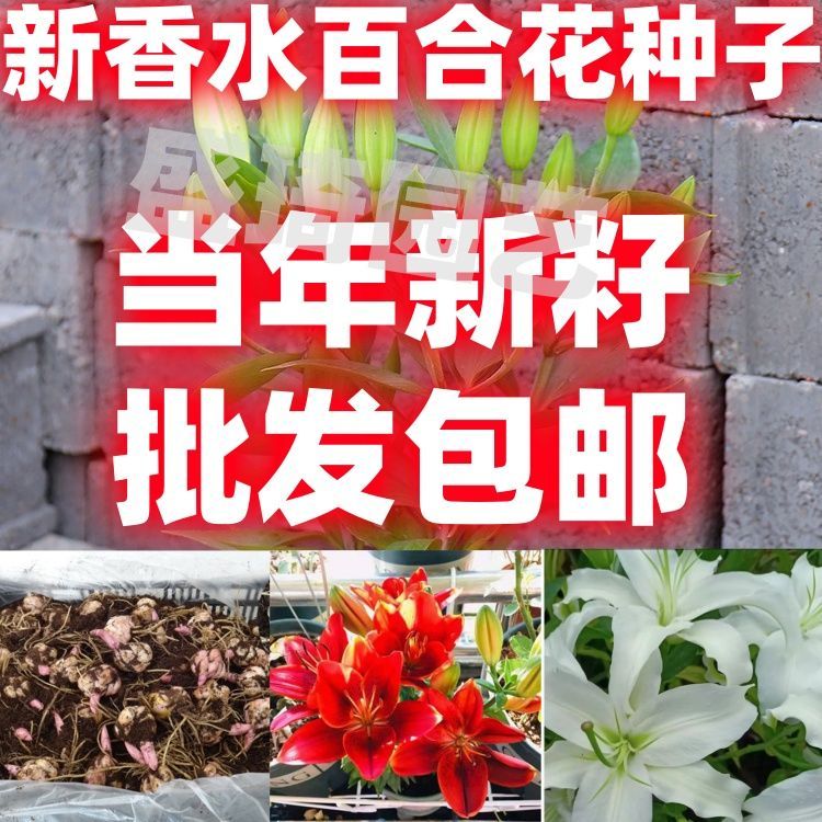 重瓣多头香水百合花种球带芽大球盆栽球根花卉四季好成活
