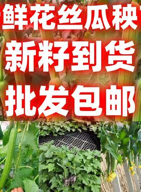 好吃鲜花丝瓜苗秧中长绿长条肉丝瓜种子籽棱丝瓜四季春秋高产丝瓜