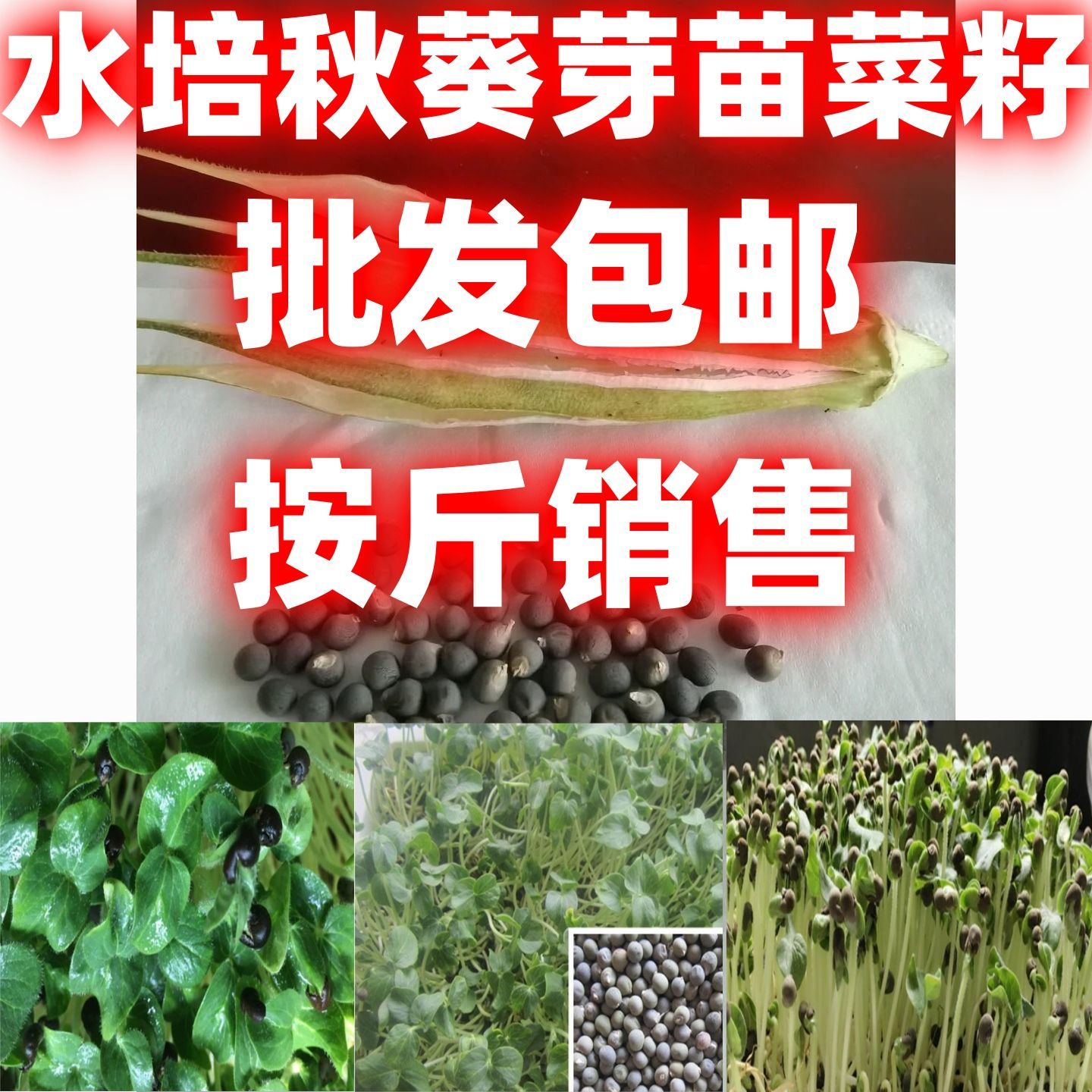 水培秋葵芽苗菜种子四季种植水培秋葵芽苗菜种籽简单栽培蔬菜种子