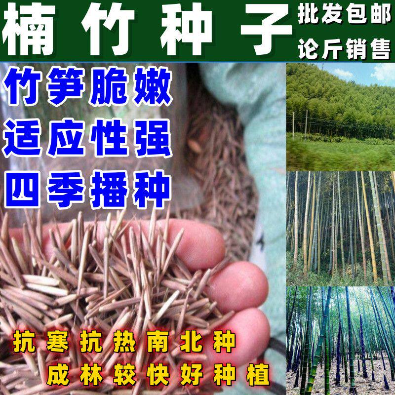 大型楠竹种子一次种植终身产笋出笋高个头大南北方均可种按斤销售