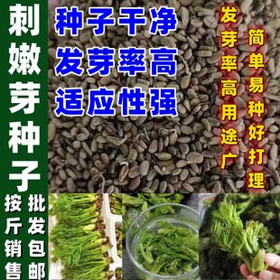 刺嫩芽种籽专吃嫩芽味道好吃山野菜种子嫩芽菜种子刺嫩芽种子
