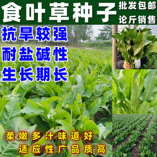 食叶草种子蛋白草高产耐寒牧草种子进口草籽牛羊猪鸡鸭鹅鱼食用草