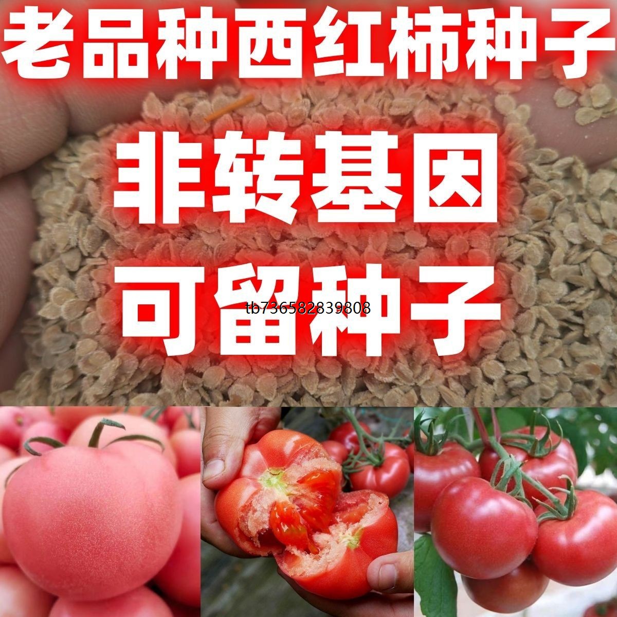 老品种西红柿种子大番茄种子四季播种蔬菜种子包邮西红柿种子
