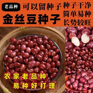 老品种云南金丝种子红花豆芙蓉豆雀豆芸豆红饭豆种子籽按斤销售