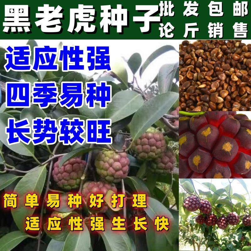 黑老虎种子布福娜爬藤大血藤植物南北方种植阳台庭院花盆地栽果树