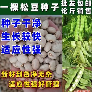 正宗一棵松油豆种子东北油豆角架豆种籽老式绿油豆扁豆角开锅烂籽