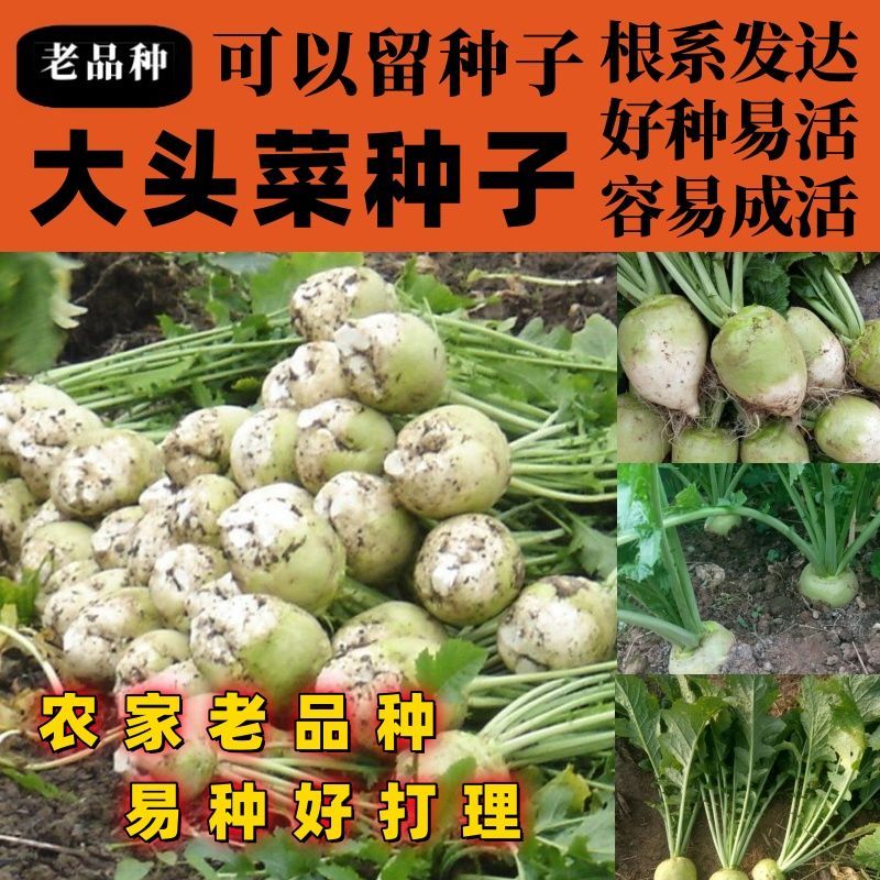 老品种大头菜种子榨菜疙瘩根用芥菜秋季腌制泡菜蔬菜种子按斤出售