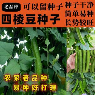 老品种四棱豆种子豆角四角皇帝豆种籽四季蔬菜菜籽龙豆四棱豆种籽