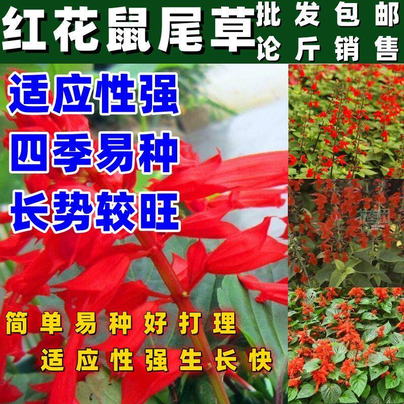 红花鼠尾草种子籽一串红唇一串红种子花种子包邮工程绿化种子包邮
