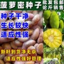 菠萝蜜树种子红肉黄肉菠萝蜜种子菠萝蜜树苗果树苗种菠萝蜜种苗