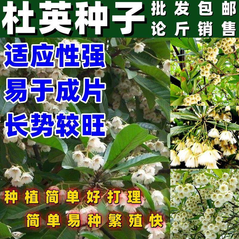 杜英种子假杨梅梅擦饭青果野橄榄胆八树橄榄缘瓣杜英树苗用种籽