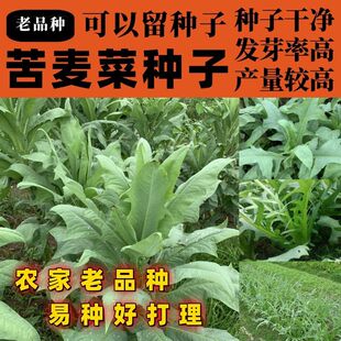 老品种苦麻菜种子牧草鸡鸭鹅猪鹅苦麦菜鹅菜种苦唛菜春夏秋季种子