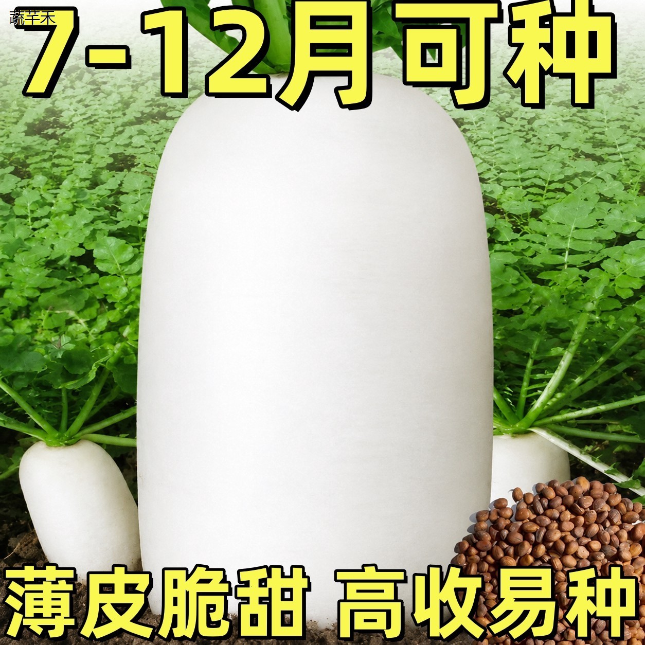 特大九斤王萝卜种子不空心春不老萝卜种子四季播种蔬菜种子白萝卜