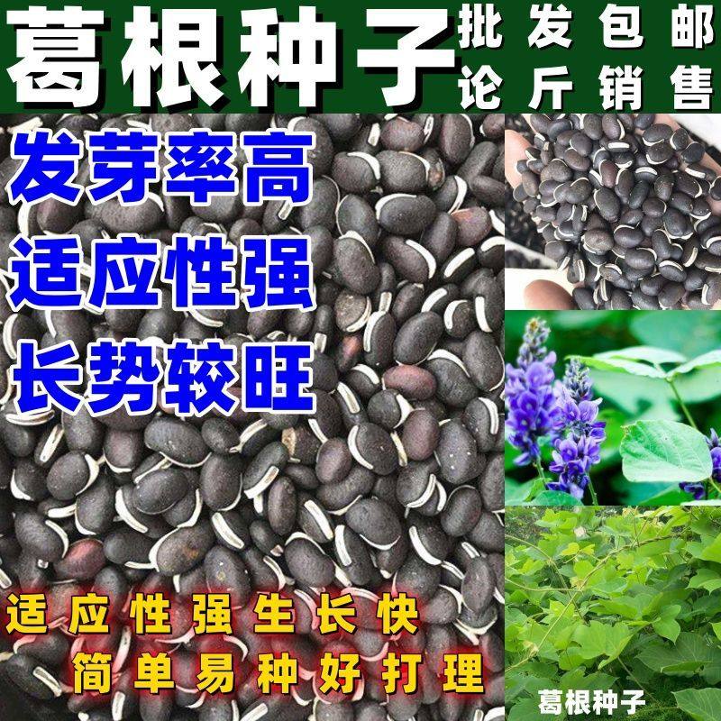 葛根种子葛根种苗绿化苗木高产无渣粉葛苗葛根种植菜葛苗简单易种