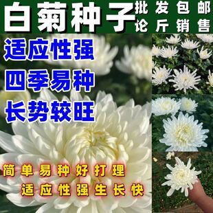 多年生春白菊种子瑞连草包邮菊科植物泡茶白菊种籽多年生植物