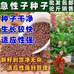 当季新籽急性子种子新货中药材急性子凤仙花子指甲花子简单易种