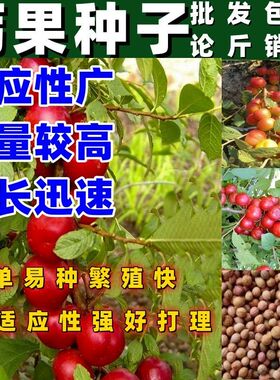 耐寒钙果种子钙果欧李种子北方高钙水果树欧李树种子按斤销售