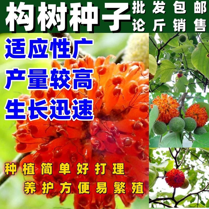 构树果实种子构桃树构乳树楮树楮实子沙纸树谷木谷浆树假杨梅种籽