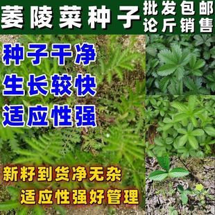 野生萎陵菜种子中药材五皮风五爪龙蛇含草五叶梅三叶翻白草地蜂子