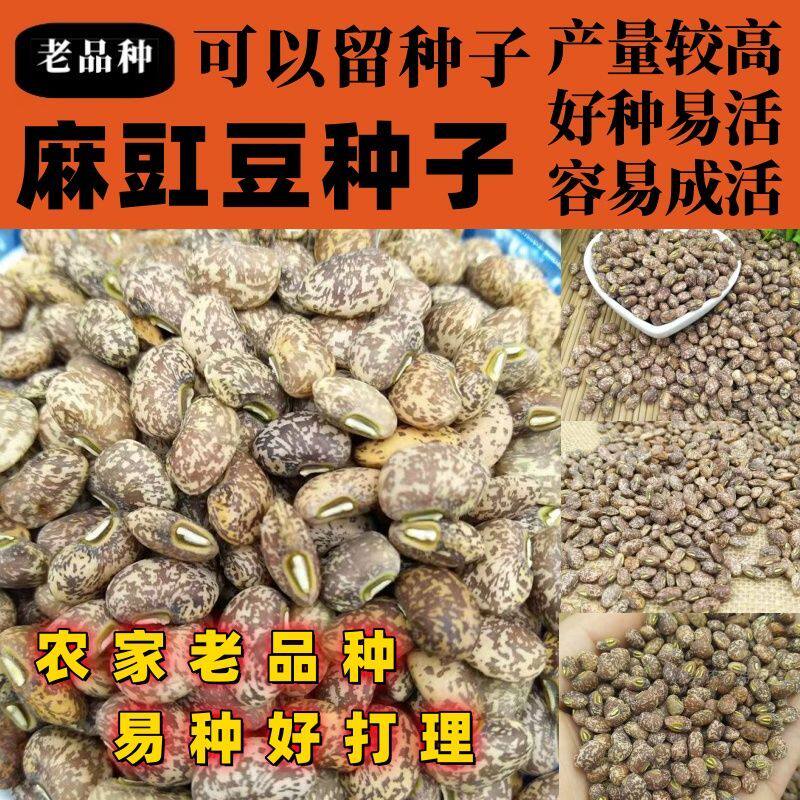 老品种麻豇豆种子新籽到货蔬菜种子种子干净种子籽麻豇豆按斤销售