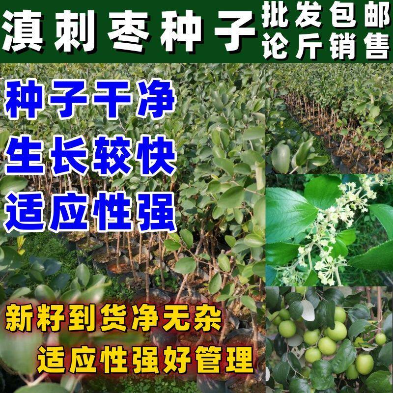 滇刺枣种子牛奶青枣种子林木种籽四季台湾青枣印度枣毛叶枣缅枣种