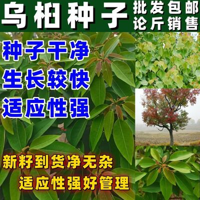 野生乌桕种子外敷腰蛇中草药种籽山枝叶红心桕红叶多年生草本植物