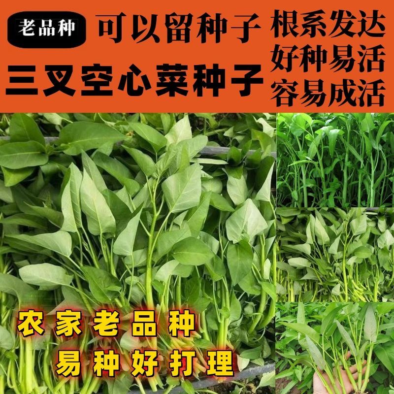 老品种三叉空心菜种子籽柳叶通心菜种子四季阳台蔬菜种子盆栽菜园