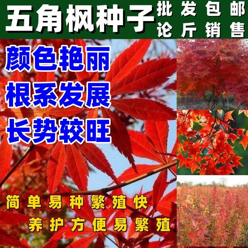 五角枫种子包邮新采五角枫树籽绿化苗木树种子元宝枫种子