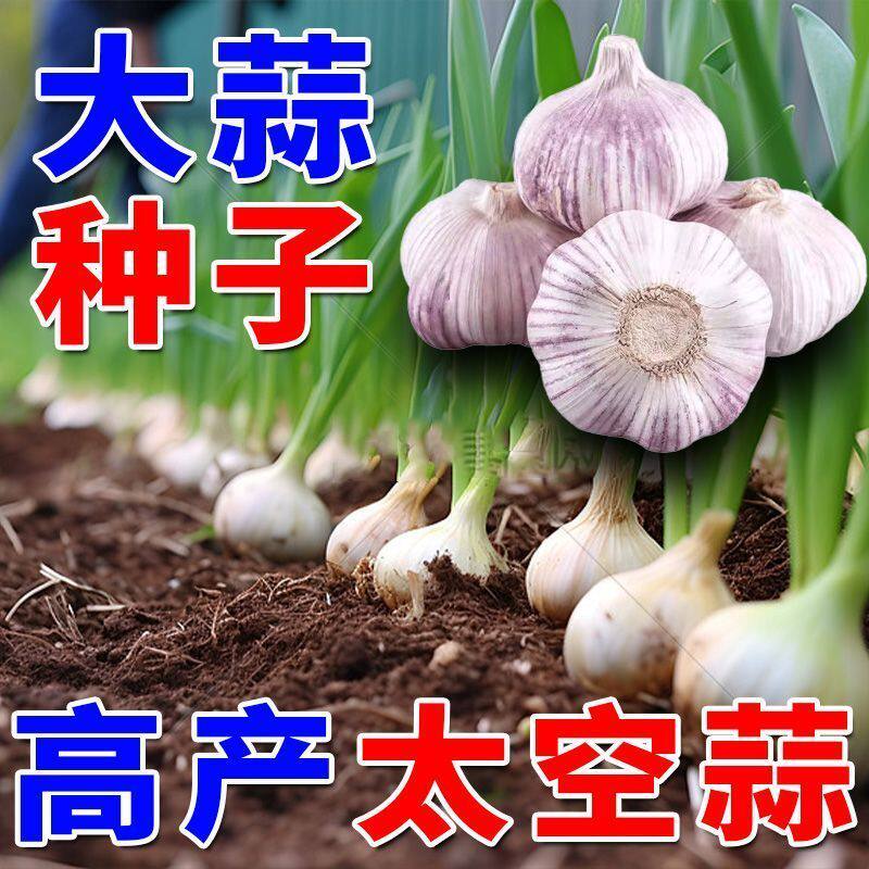 高产紫白皮大蒜种子独头多瓣大瓣大蒜种优质紫皮大蒜种子饱满活力