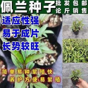 佩兰种子阳台庭院香草苗食用多年生草本好养易活植物耐热抗旱