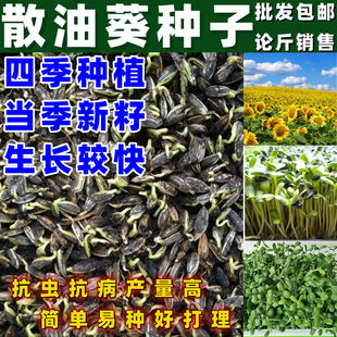 油葵芽苗菜种子水培蔬菜无土栽培四季阳台室内可播小粒鸽粮油葵籽
