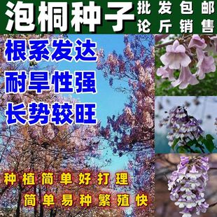 泡桐树种子轻型木质木材树木白花大果泡桐空桐树工程绿化好看好种