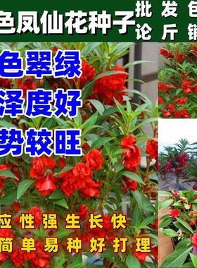 红色凤仙花种子籽混色指甲花室内外庭院盆栽花种籽子四季播种开花