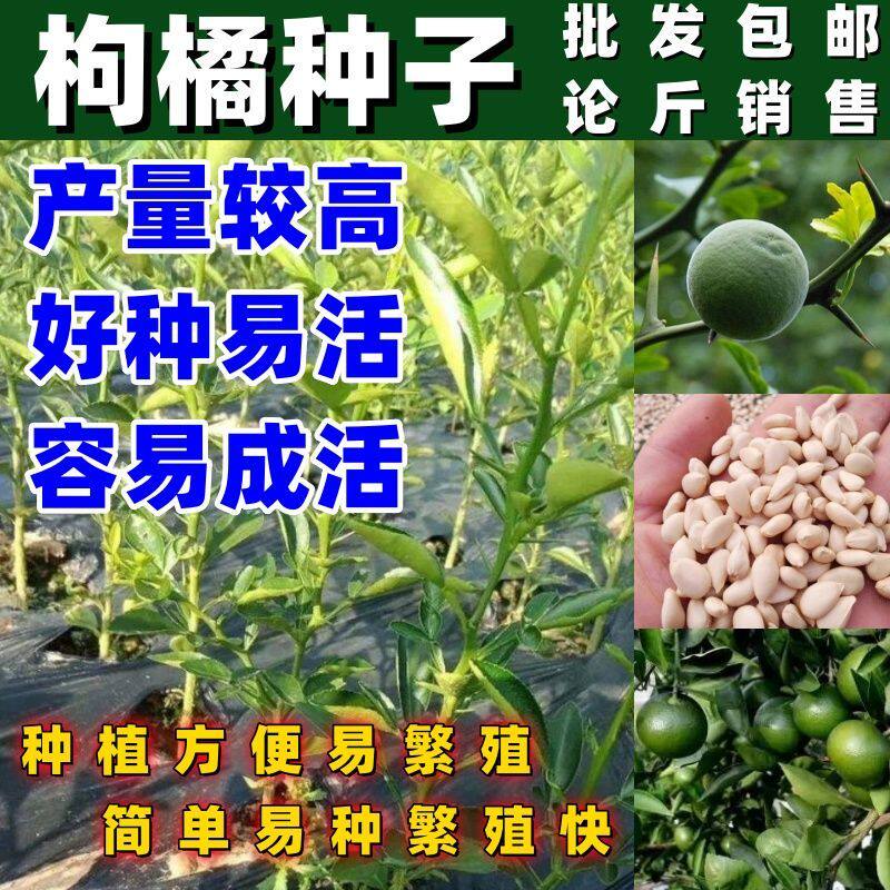 新采枸橘种子 枳壳种子香橙红橘种子柑橘嫁接砧木树种子 围墙篱笆