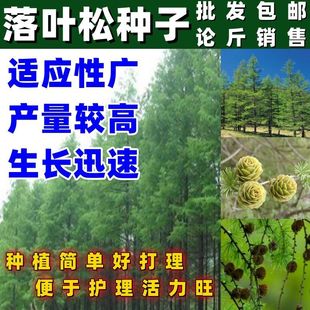 落叶松种子 松科荒山造林 森林更新的主要树种易活林木种子卖