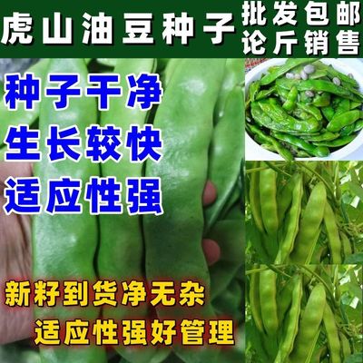虎山油豆角种子黑龙江蔬菜种子挂满架绿油豆好吃油豆角种籽耐热