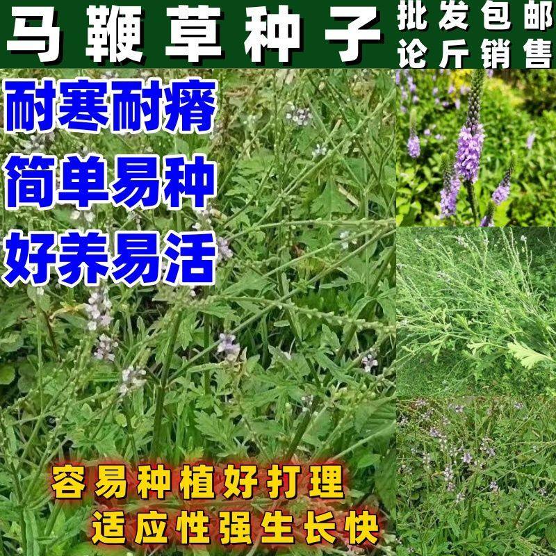 马鞭草种子马边草好种草铁马鞭梢蜻蜓草龙芽草凤颈草籽多年生植物