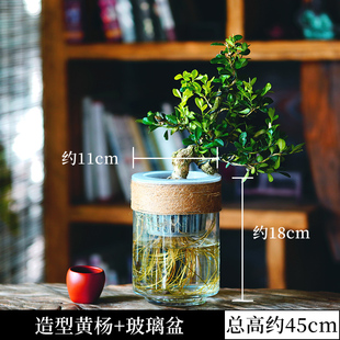 水培绿植物黄杨小盆栽造型树罗汉松盆景老桩水养办公室内好养四季