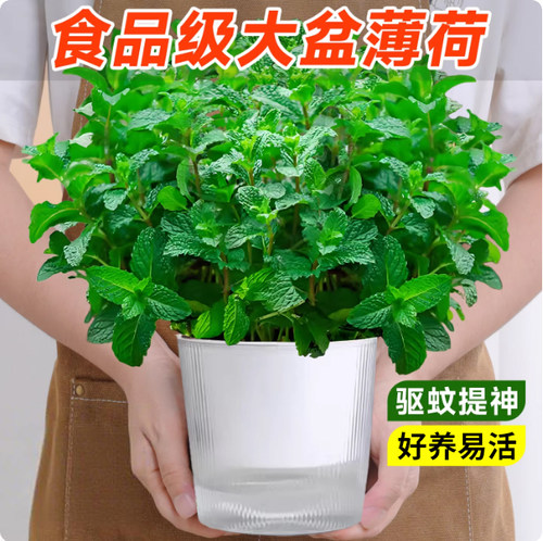 薄荷盆栽室内绿植桌面绿植