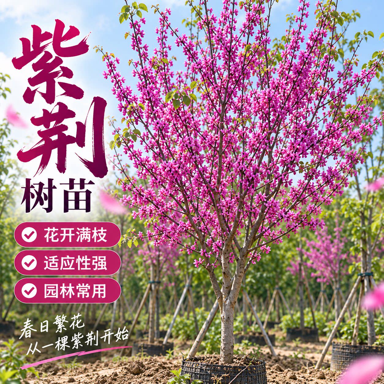 紫荆树苗庭院绿化景观树园林工程苗公园小区道路绿化带土球发货