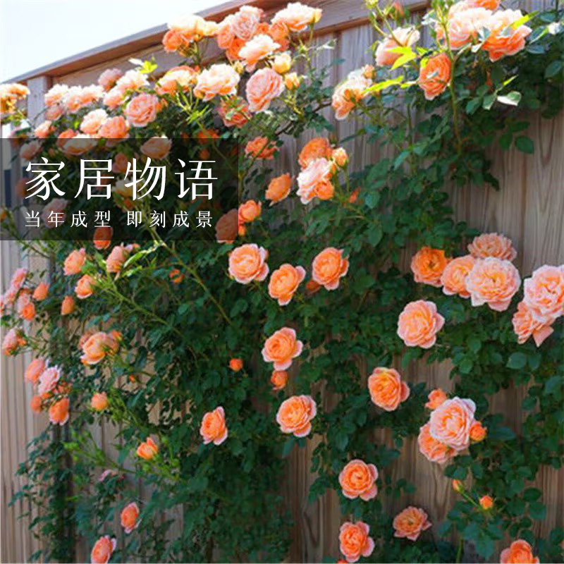 月季花苗爬藤月季四季开花1.2米大苗浓香型花卉阳台庭院绿植盆栽