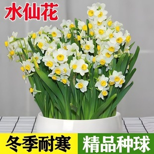 正宗水仙花种球耐寒室内水培土培冬天绿植花卉水仙花球根种子盆栽