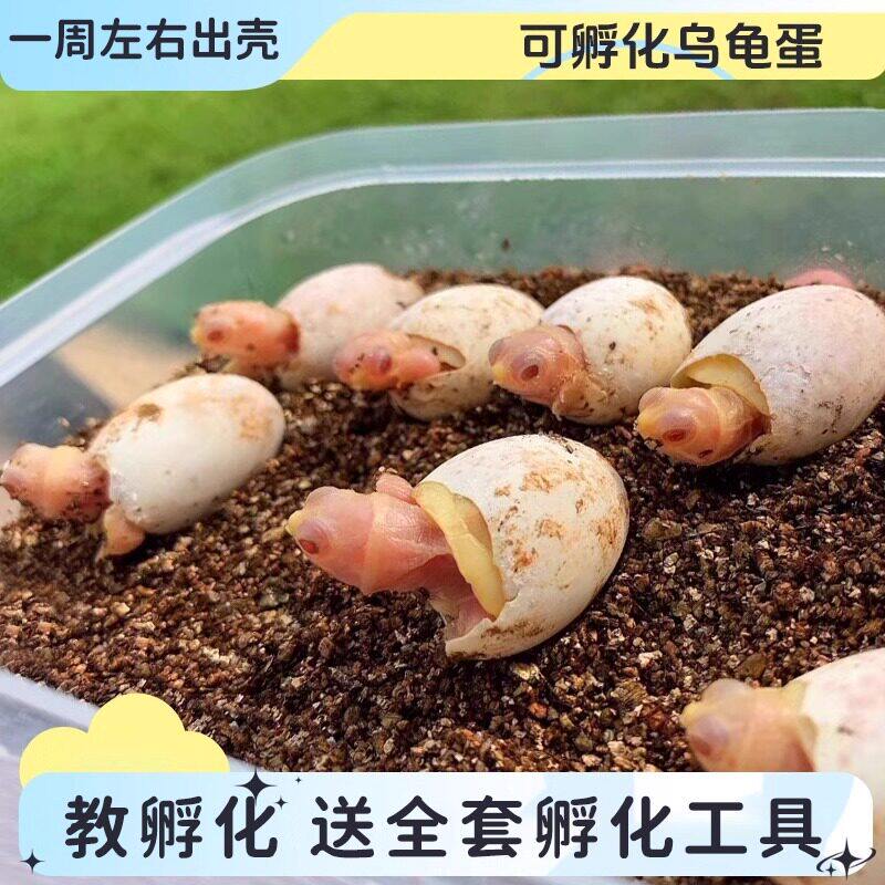 可孵化乌龟蛋花龟蛋中华草龟蛋小乌龟家养活体宠物龟受精蛋活物