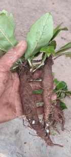 云南深山还阳参 万丈深 奶浆参 铁扫把 深山新货500克包邮