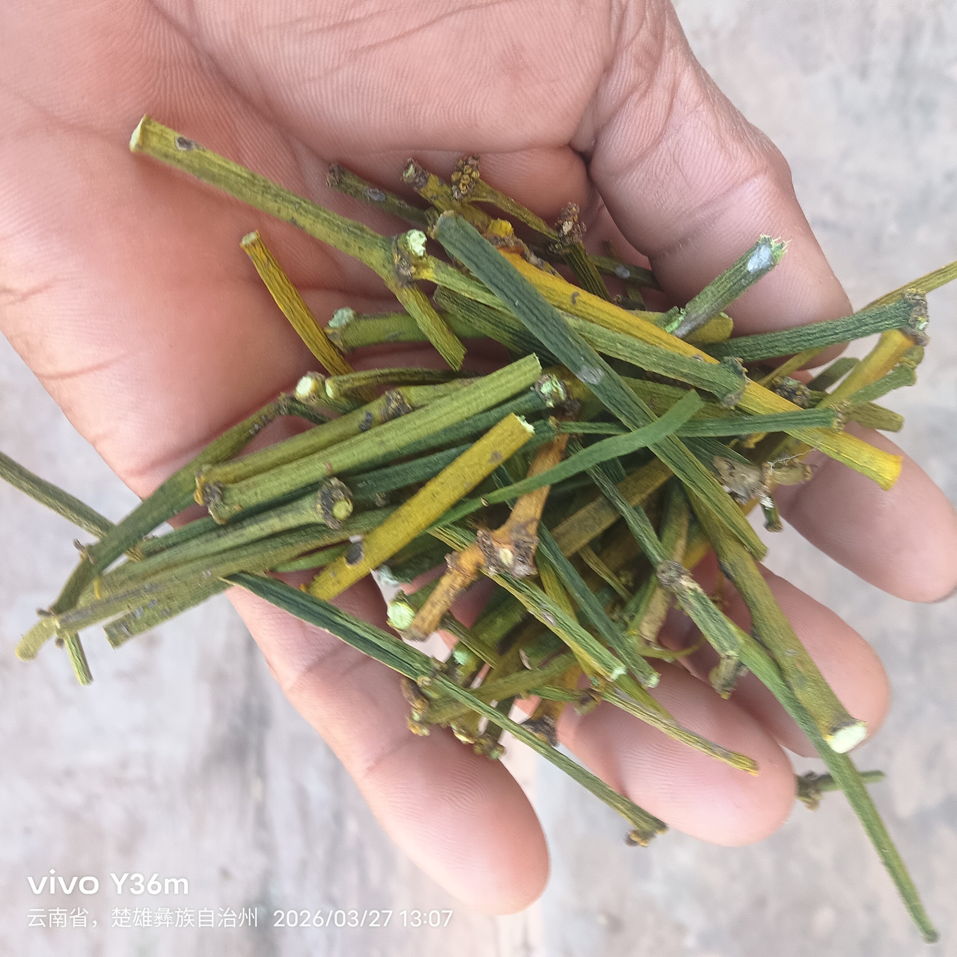 正宗云南生态古树螃蟹脚茶普洱茶伴侣古茶树寄生植物精选散装泡茶