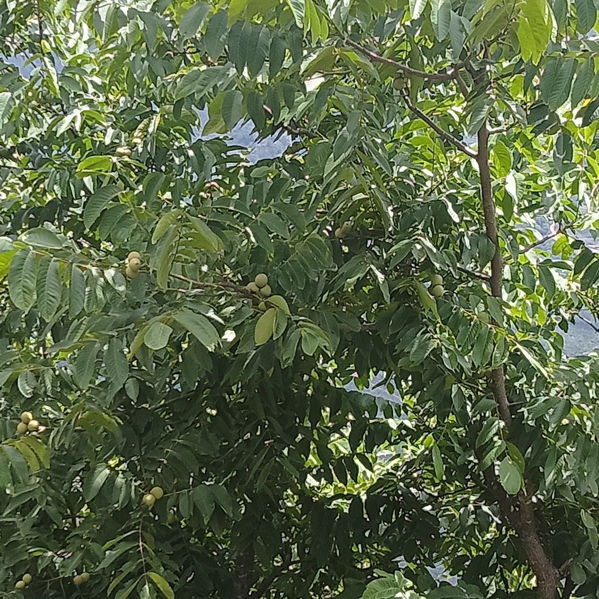 云南新鲜核桃叶深山老树核桃叶现采当季青核桃叶子图片