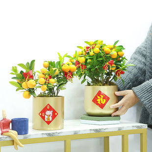 新年福桶福盆冬青银柳年宵花插花花盆花器金属金色铁艺抱抱桶花桶