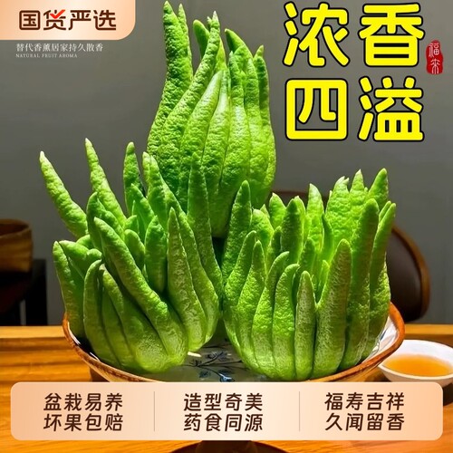佛手柑鲜果桌面绿植办公室内植物盆栽四季好养大佛手闻香观赏摆件