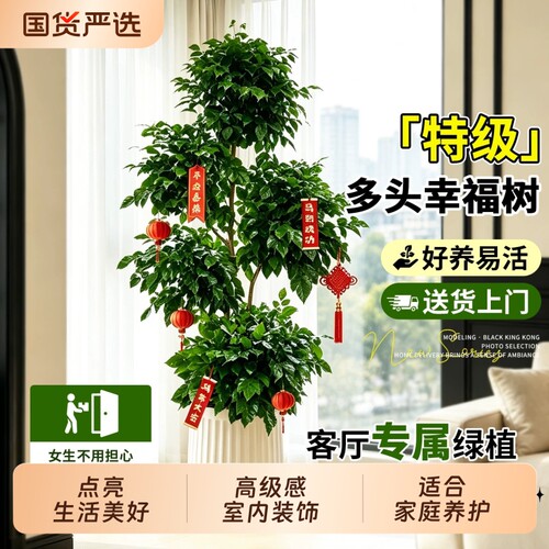 幸福树客厅绿植大型盆栽室内盆景旺宅高级感绿宝庭院植物造型老桩